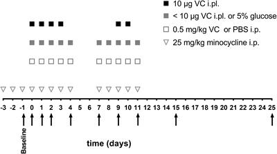 Minocycline Prevents the Development of Mechanical Allodynia in Mouse Models of Vincristine-Induced Peripheral Neuropathy